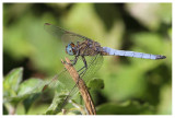 Orthetrum coerulescens