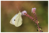 Pieris brassicae