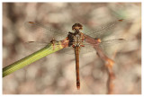 Sympetrum meridionale