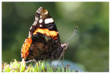 Vanessa atalanta