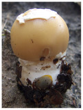 Amanita gemmata