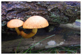 Pholiota sp.
