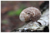 Piptoporus betulinus