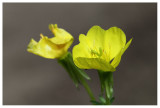 Oenothera parviflora