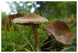 Inocybe sp. 