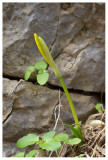 Sternbergia lutea