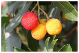 Arbutus unedo