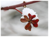 Euonymus europaeus