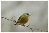 Greenfinch