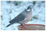 Wood Pigeon