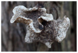 Polyporus