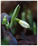 Galanthus nivalis