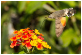 Macroglossum stellatarum 