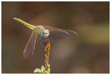 Sympetrum fonscolombii (f) 