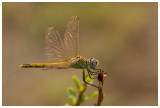 Sympetrum fonscolombii (f) 