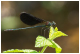 Calopteryx haemorrhoidalis (m)