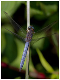 Orthetrum coerulescens