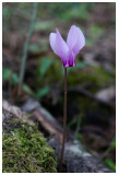 Cyclamen hederifolium 