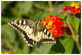 Papilio hospiton