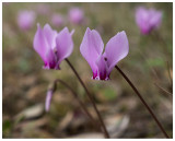 Cyclamen hederifolium 