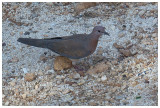 Laughing Dove