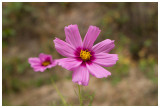 Cosmos bipinnatus