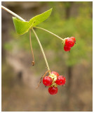 Lonicera etrusca