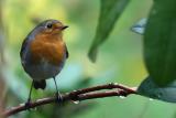 Robin