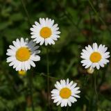 Leucanthemum vulgare