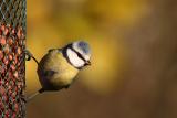 Blue Tit