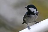 Coal Tit