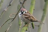 Tree Sparrow