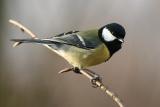 Great Tit