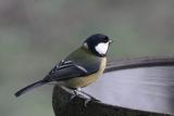 Great Tit