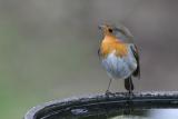 Robin