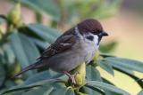 Tree Sparrow