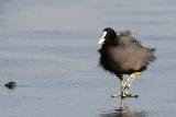 Common Coot