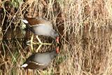 Moorhen