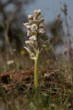 Orchis lactea