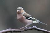 Chaffinch