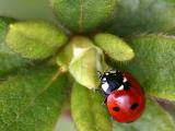Coccinella septempunctata