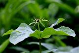 Paris quadrifolia