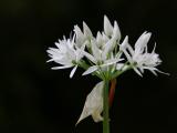 Allium ursinum