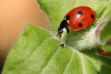 Coccinella septempunctata