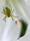 Araniella cucurbitina