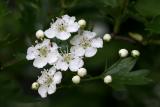 Crataegus monogyna