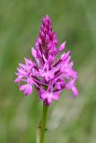 Anacamptis pyramidalis