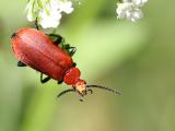 Pyrochroa serraticornis