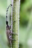 Agapanthes villosoviridescens