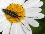 Cerambycidae sp.